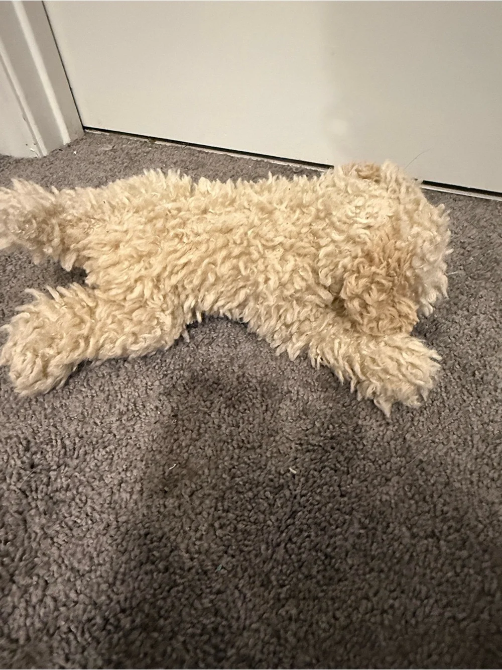 FAO Schwarz doodle puppy bichon dog shaggy fur realistic plush floppy stuffed